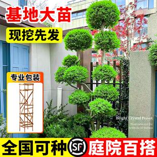 亮晶女贞球多分支植物地景花园造景造型树苗棒棒糖金叶女贞耐寒