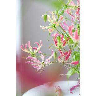 进口嘉兰百合 火焰百合 爬藤百合 多年生 懒人易种 庭院阳台花园