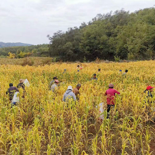 合尖黄2024年新米山西长治特产正宗沁州黄小米月子粗粮早餐粥5斤