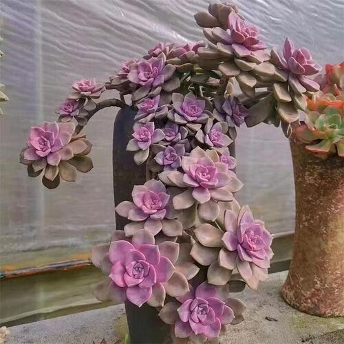 多肉植物【超大糖心紫乐】老桩阳台盆栽肉肉组合新手好Z养多头盆