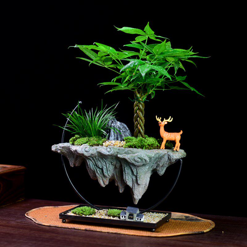 发财树盆栽富贵竹绿植室内文竹A桌面办公茶室艺术盆景观赏摆件礼
