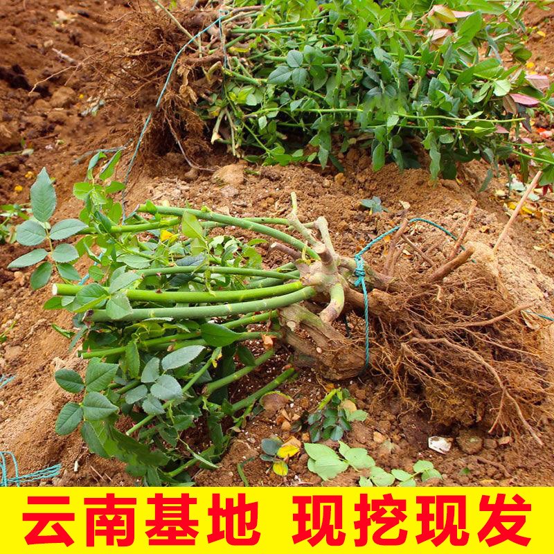 (养死包赔)玫瑰花老桩苗四季可种耐寒耐热植物R盆栽大花浓香好养