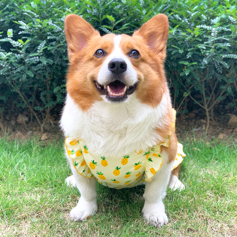 狗狗衣服薄款春秋装柴r犬比熊夏天中小型犬幼犬夏季柯基宠物背心