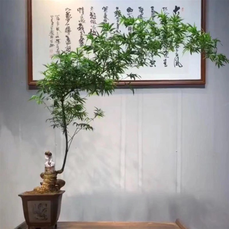 小叶簕竹室内办公室桌面绿植花卉易活好养N客厅懒人小盆栽上档次