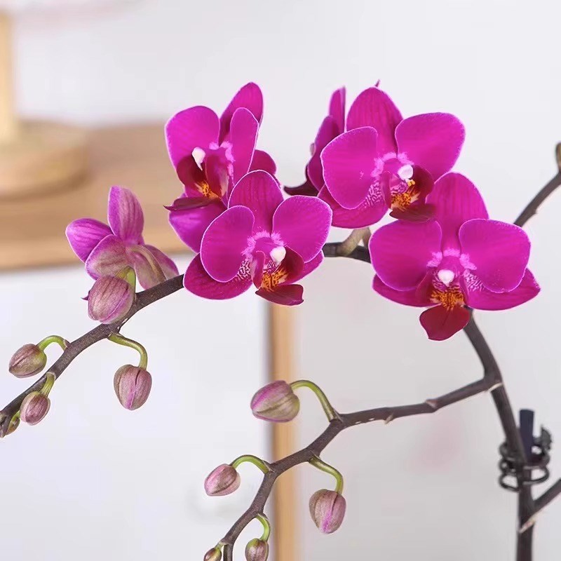【带花发货】蝴蝶兰花苗带花剑兰花盆栽大苗室R内植物花卉四季好