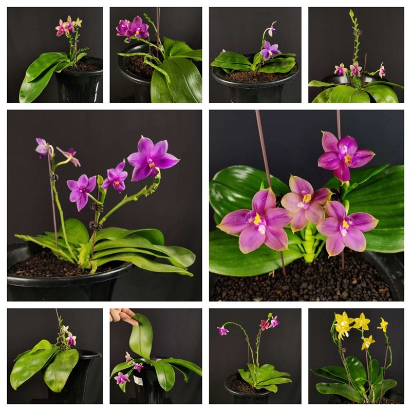 【零度生物】珍稀原生蝴蝶兰z12寸大盆稳定服盆高端收藏品种