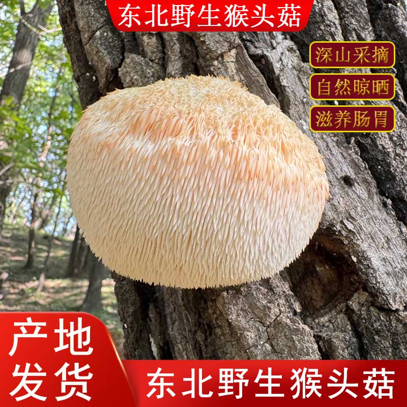 东北特产纯野生猴头菇干货新货250g长白山煲汤蘑菇养胃可打粉特级