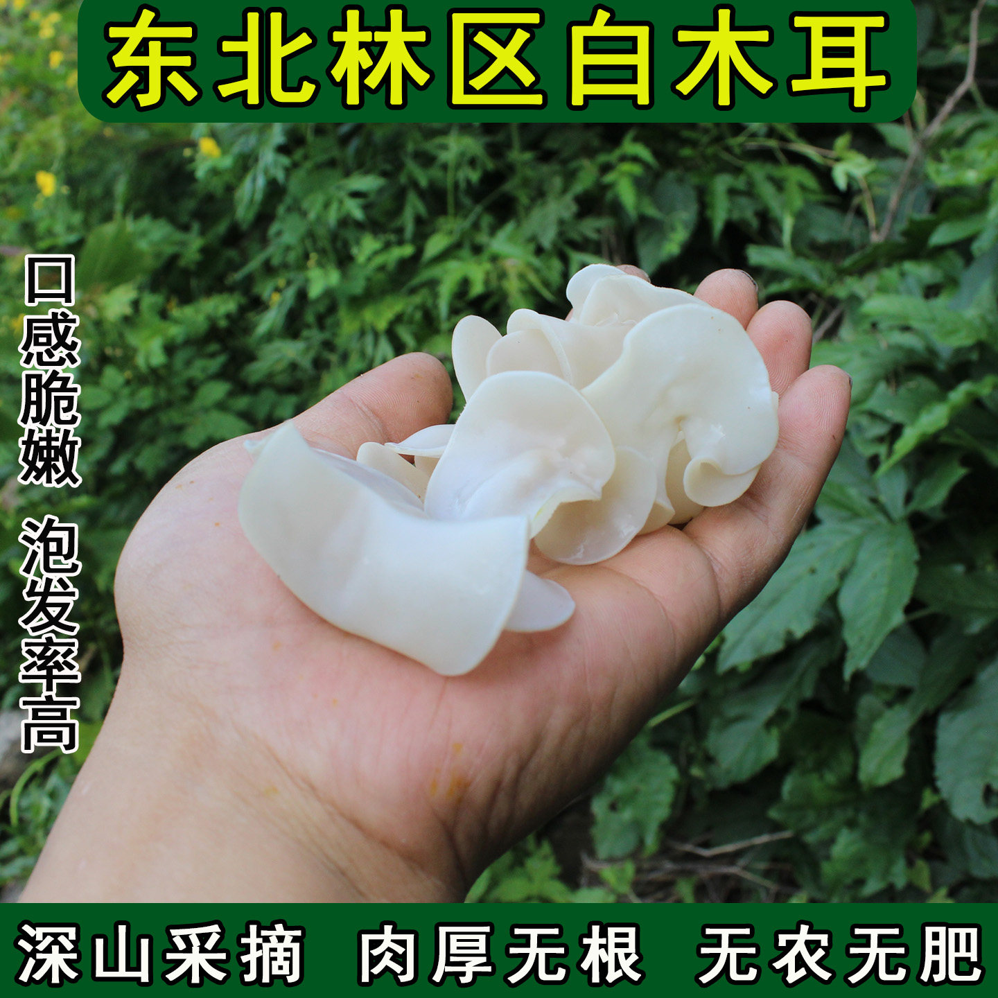 东北白玉木耳正宗长白山白木耳小朵兔耳菌特级野生天然无根小碗耳