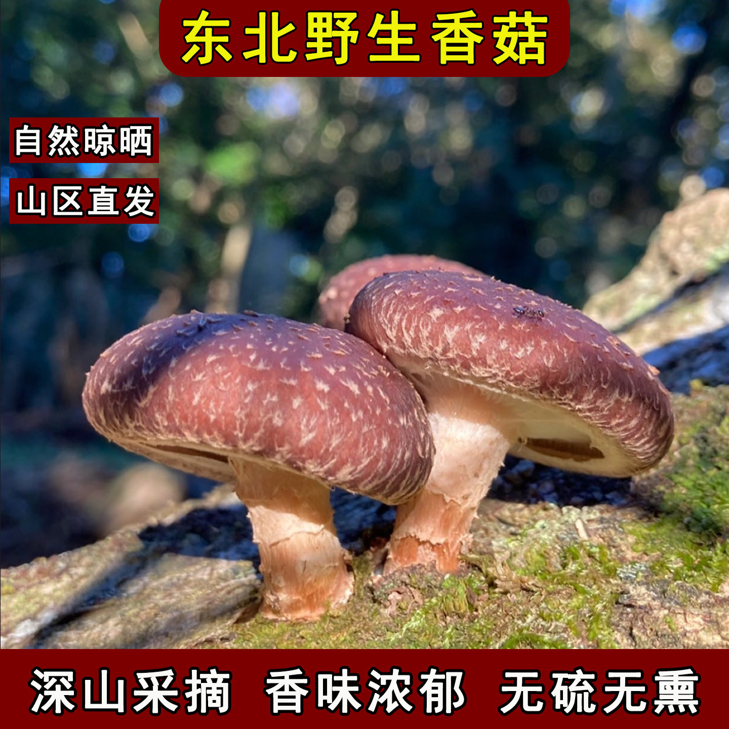 东北特产纯野生香菇干货特级野生优质椴木非花菇小鸡炖蘑菇牛肉酱