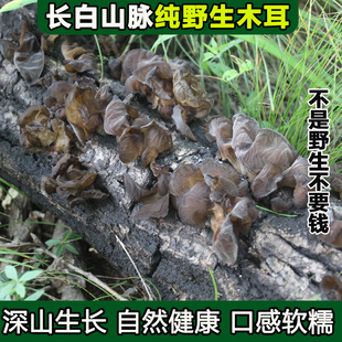 东北纯野生黑木耳干货特级纯天然山木耳无硫口感软糯野生木耳干货