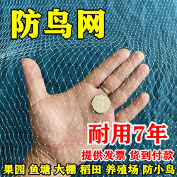防鸟网尼龙樱桃葡萄梨树蓝莓果树果园防鸟用网青蛙养殖场鱼塘天网