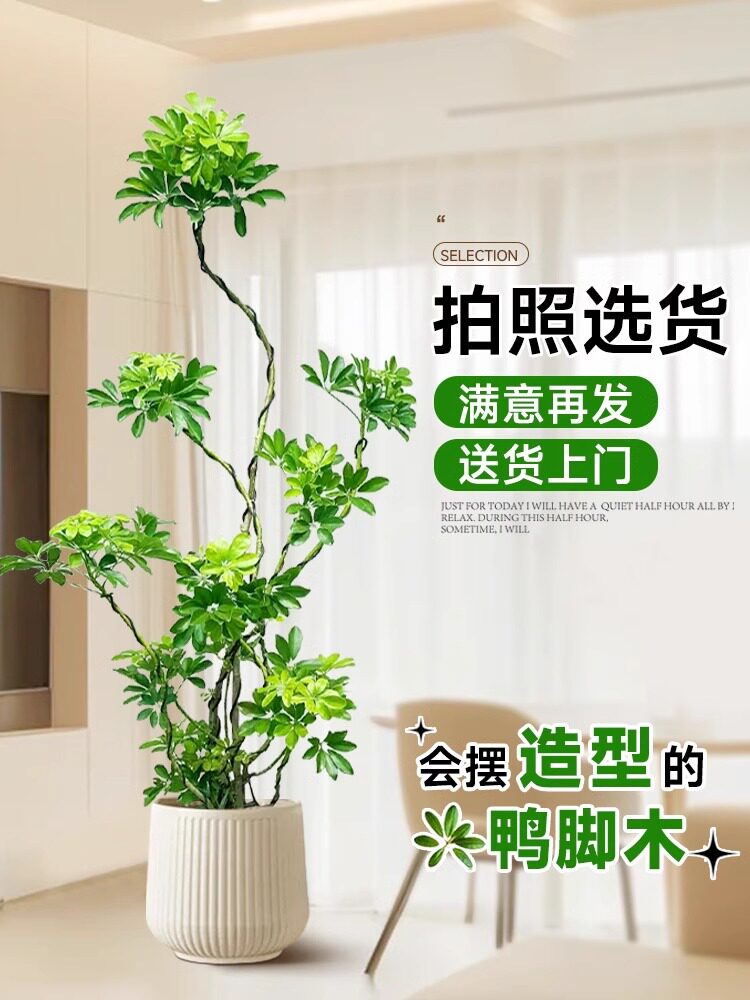 造型鸭脚木客厅大盆栽鸭掌木鹅掌柴室内大型绿植高级感真植物好养