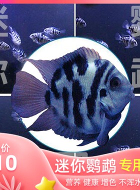 迷你鹦鹉鱼饲料小型鱼专用鱼食小颗粒热带鱼观赏开口粮微Y粒MINI