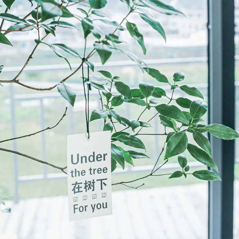 雀舌杜鹃水培绿植物鲜切枝条办公桌面室H内客厅装饰马醉木吊钟平