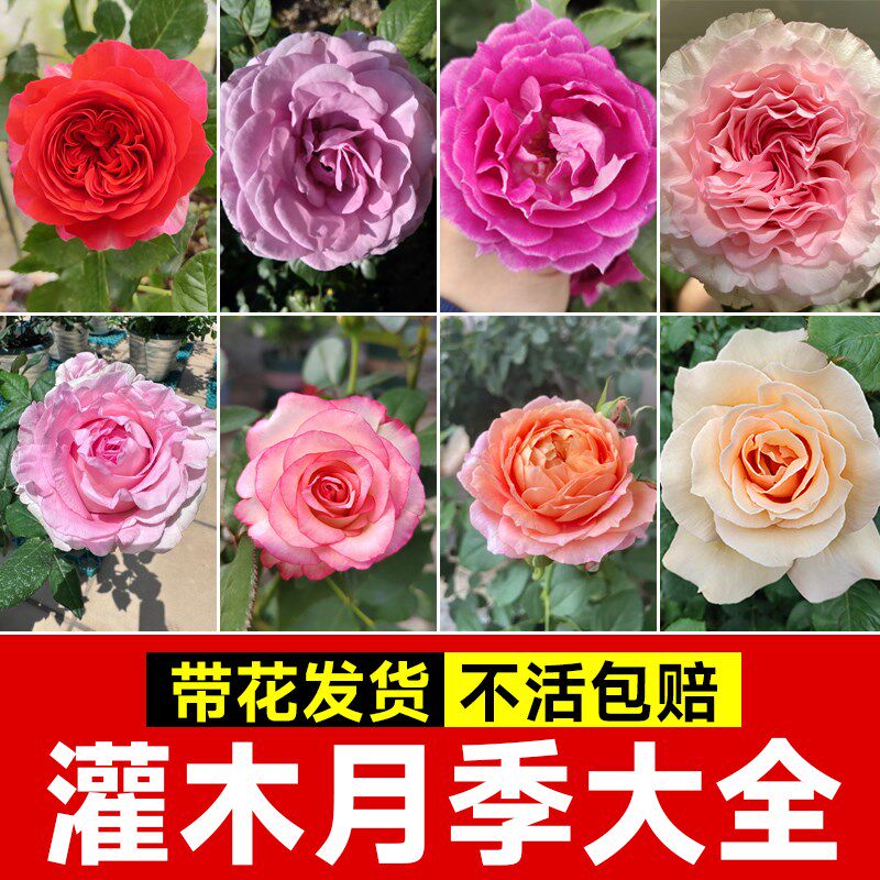 灌木月季大全果h汁阳台盆栽红果汁月季特大花粉龙沙宝石室内四季