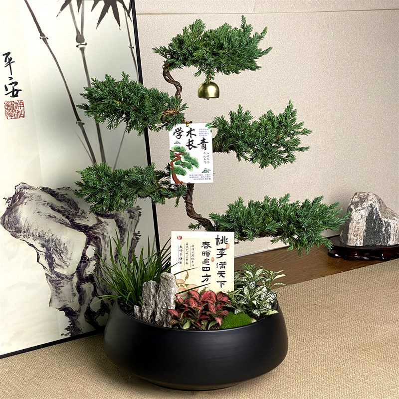 五层塔松c盆栽送导师放青松绿植乔迁开业礼物不老松真盆景室内植