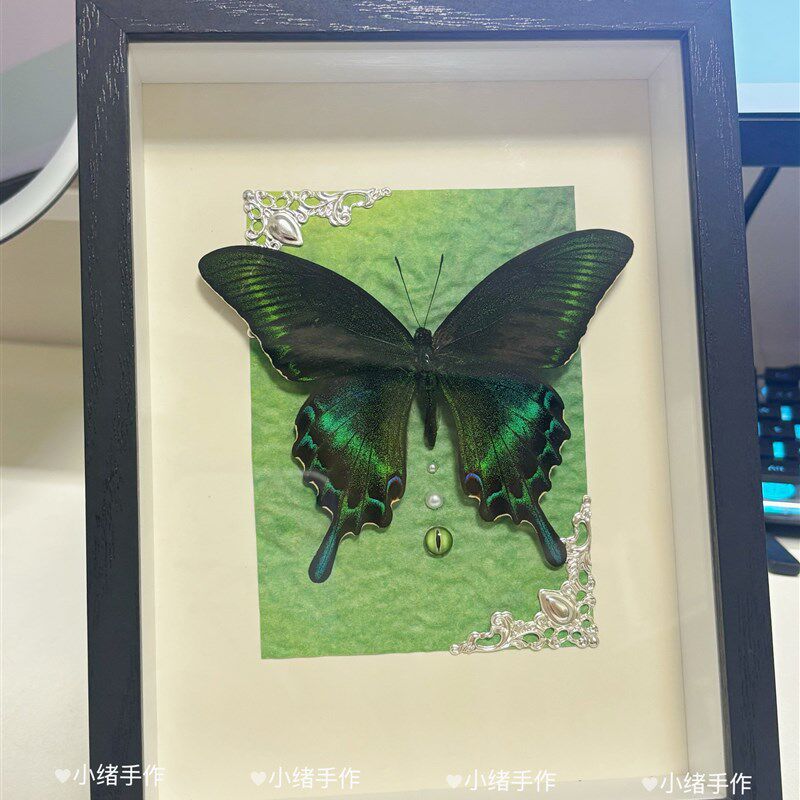 真蝴蝶标本夏型绿带翠凤蝶摆件装饰挂画小众闺蜜情侣生日礼物送人