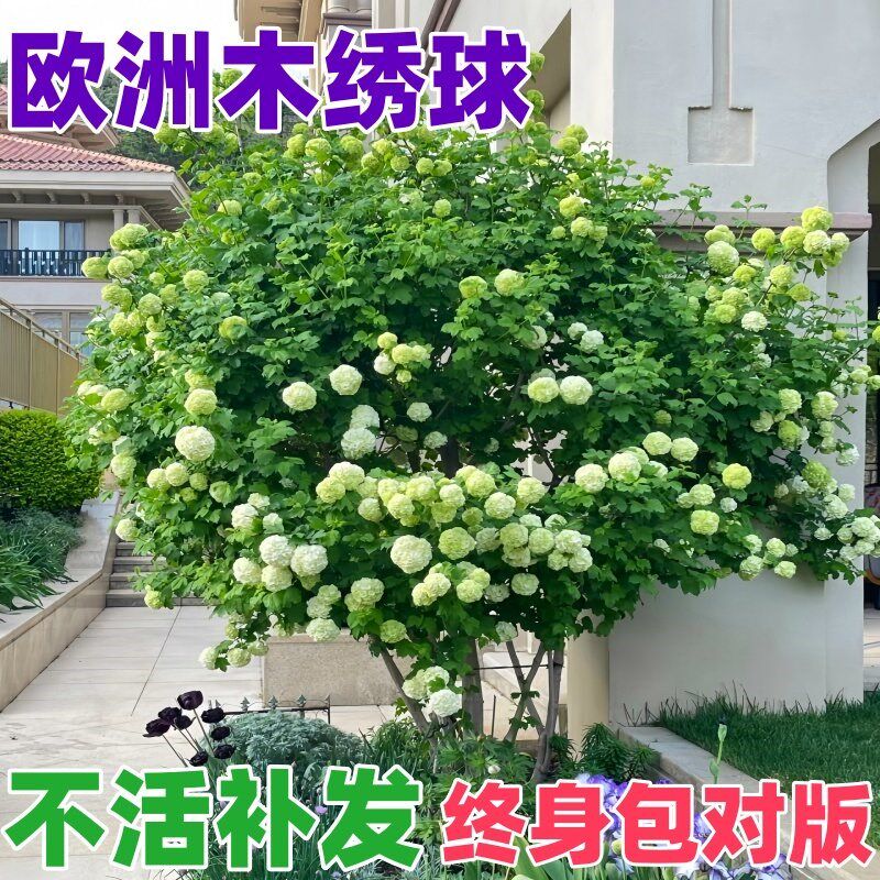 欧洲木绣球大苗带花阳台t庭院可地栽观赏花卉盆栽树苗耐寒耐热植