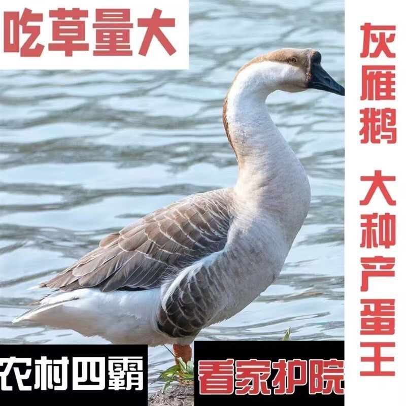 15只装大种灰鹅活苗纯种雁鹅黑棕马岗鹅广东朗德鹅活X苗看家宠物