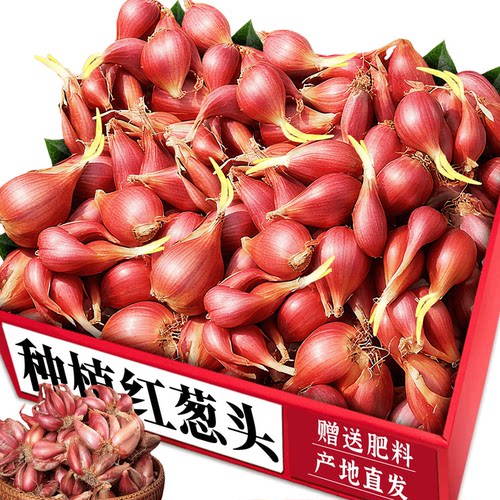种植红葱头！可种植！产地直发！