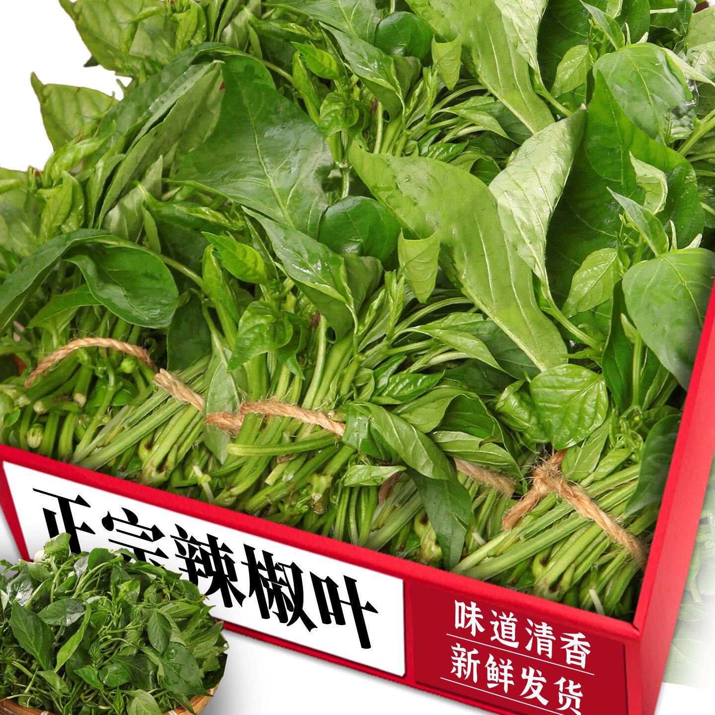 新鲜辣椒叶!新鲜采摘丨鲜嫩可口
