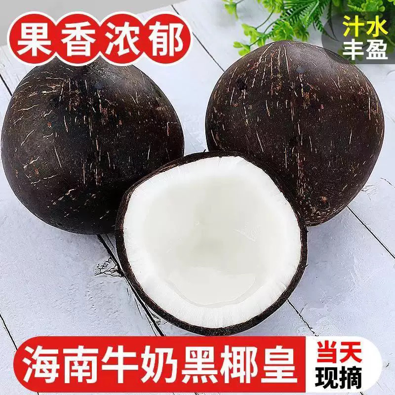 海南椰子新鲜现摘正宗老椰子黑椰皇孕妇水果多汁毛椰子榨汁煲汤