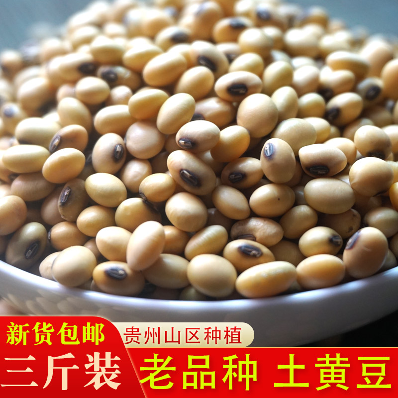 3斤散装 打豆浆专用黄豆2024农家新鲜自种免邮笨小粒黄豆 发豆芽