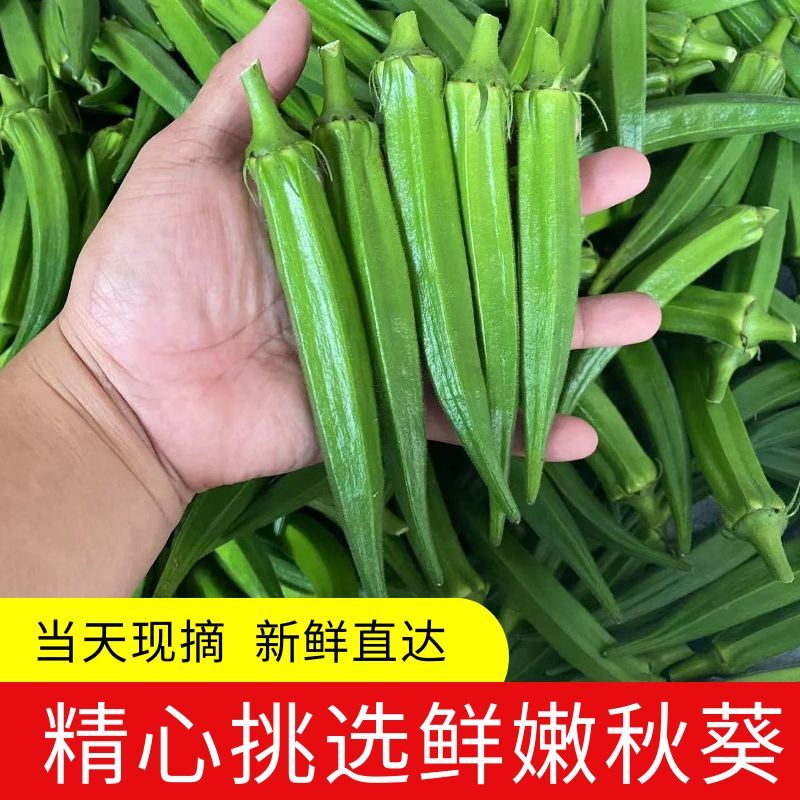 福建新鲜秋葵小份量250g-500g装当天产地现摘净重泡沫箱+冰袋包装
