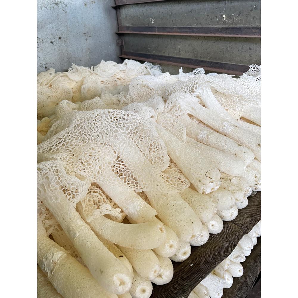 农家自制井冈山竹荪新货长裙竹笙干货江西特产65g菌菇类煲汤食材