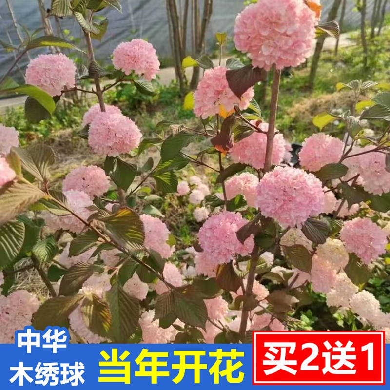 粉色中华木绣球树麻球大花斗球别墅庭院地栽木绣球花W树苗盆栽耐