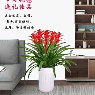 鴻運(yùn)當(dāng)頭盆栽帶花鳳梨室內(nèi)綠植客廳F辦公室開業(yè)喬遷送禮喜慶花卉