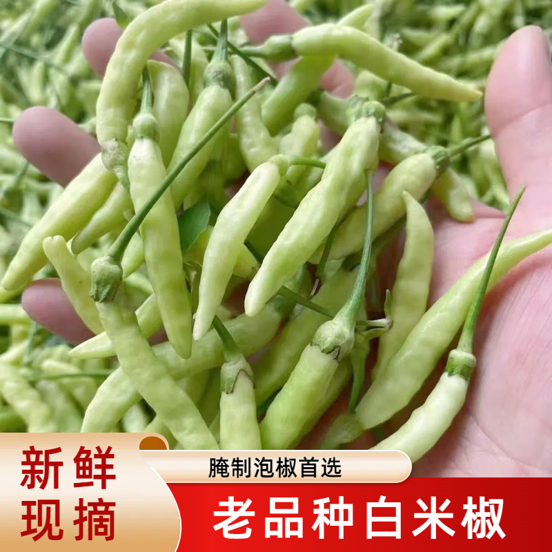 新鲜野山椒特辣小米辣椒现摘白泡椒剁椒尖椒魔鬼朝天椒白米椒5斤