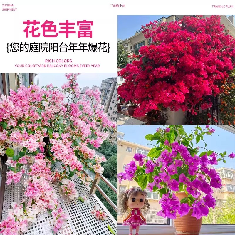 三角梅重瓣四季开花带花老桩大树盆栽苗绿樱勤花花卉植物好养的花