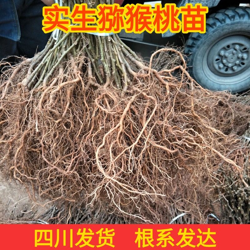 新鲜现挖四川实生猕猴桃苗