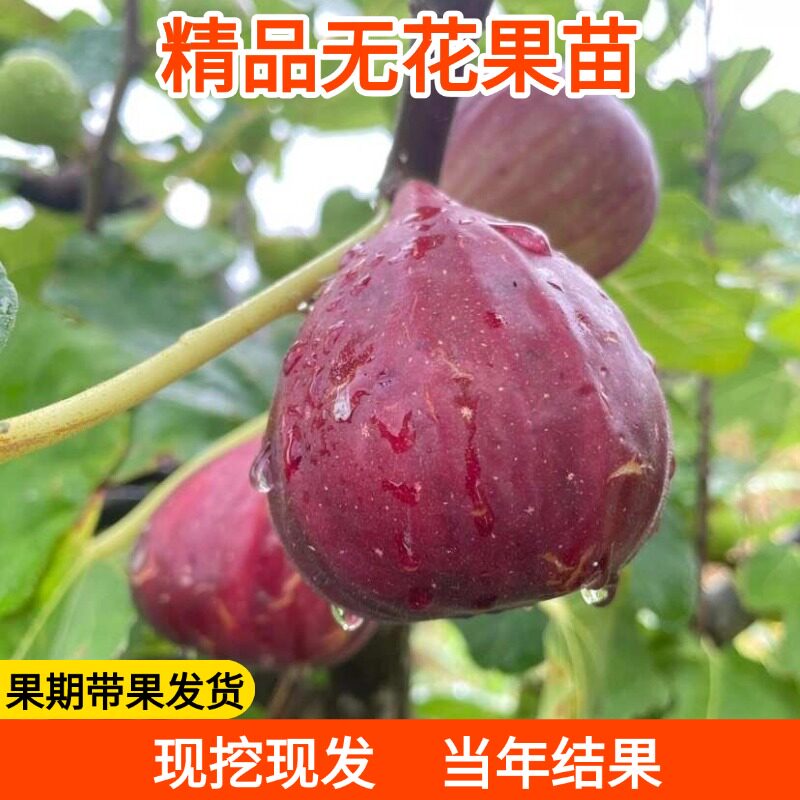 基地专业培育正品无花果苗