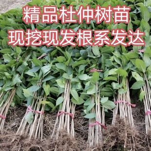 药用杜仲树苗正宗银丝杜仲树苗剥皮卖名贵中药材基地现挖现发