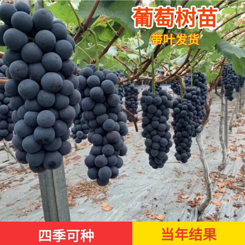 正宗葡萄树苗带叶带果现挖现发