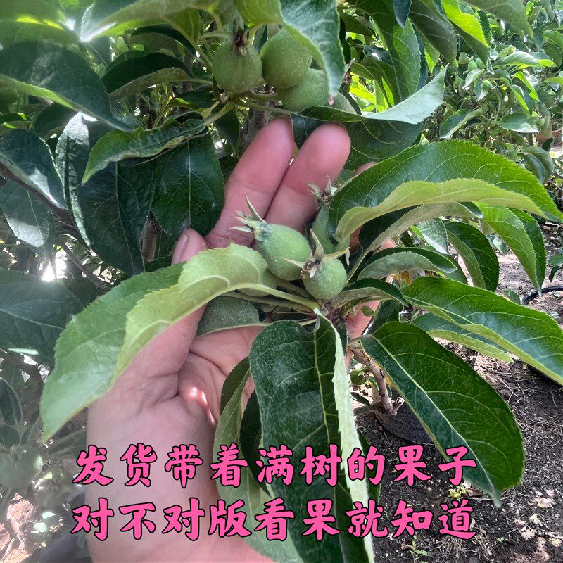 冬红果海棠l贵人果鸡心果盆栽盆景