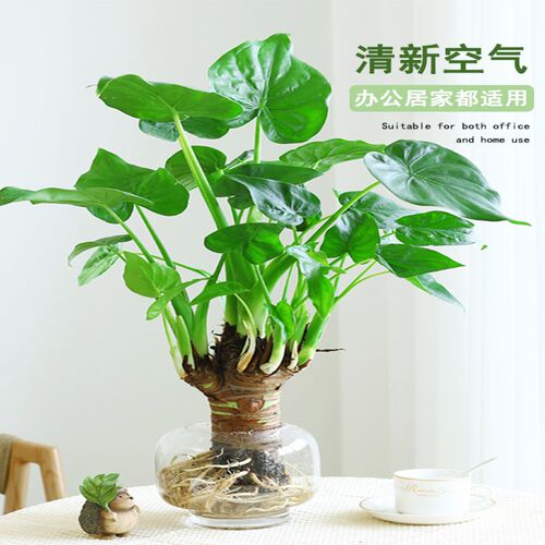 水培植物滴水观音绿植千手观音盆栽春羽龟背竹室内V办公室四季好