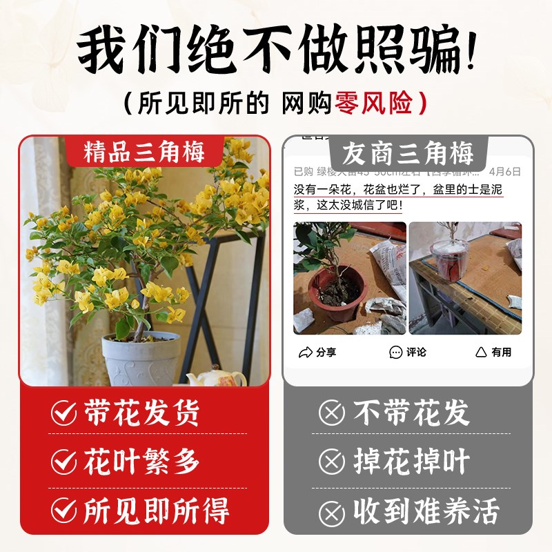 重瓣三角梅四季i开花带花盆栽矮桩飘枝老桩花卉绿樱漳红樱阳台庭