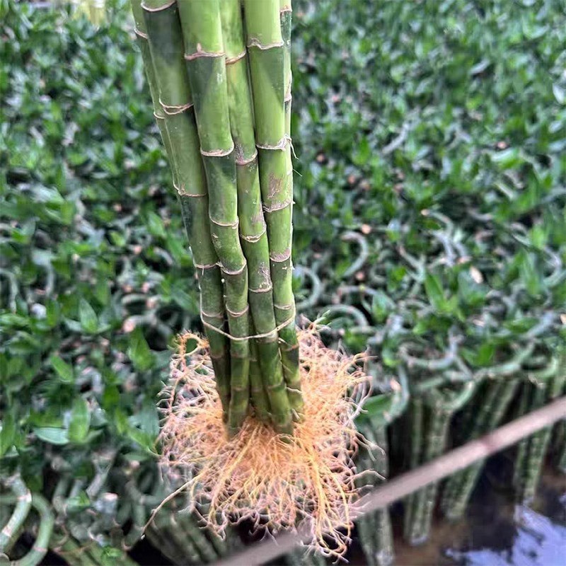 带根富贵竹水培室内植物节节高转运竹子客厅四P季常青水养招财绿