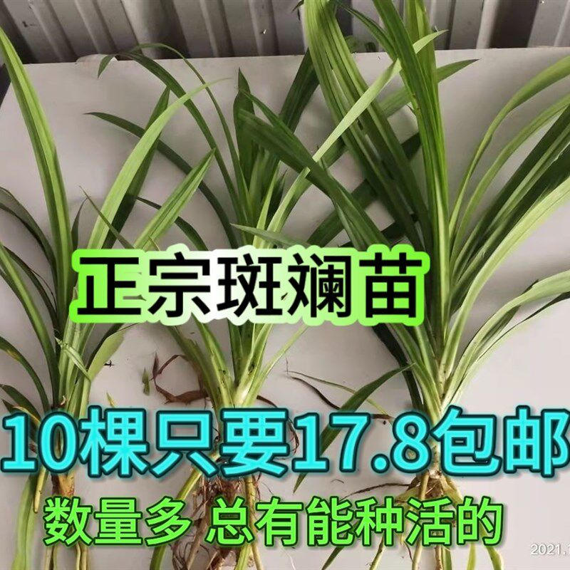 海南可食用斑斓苗香n兰苗班兰苗室内绿植盆栽盆景净化空气香兰叶