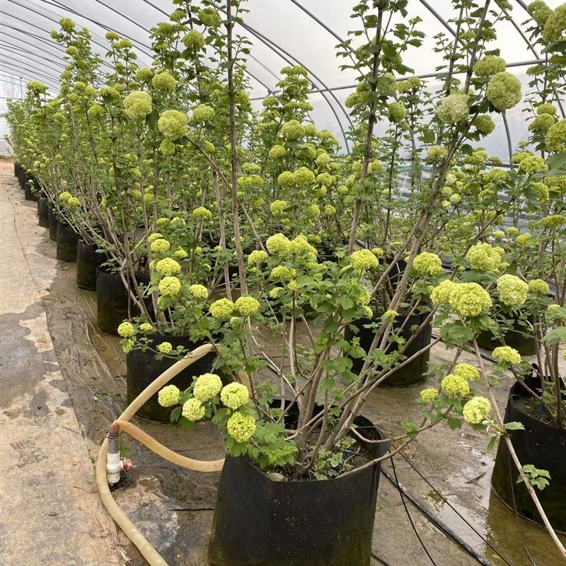 中华木绣球斗球庭院可地栽耐寒花卉盆栽U欧洲木绣球树苗