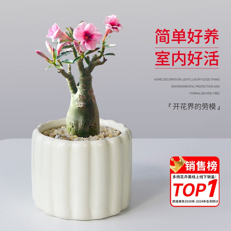 沙漠玫瑰多肉植物组合盆栽绿植花卉冷门稀有老桩R重瓣带花苞天宝