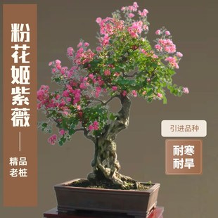 大红花金紫薇盆景老桩百日红w姬紫薇盆景阳台好养植物庭院别墅盆