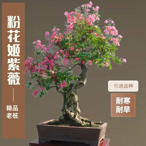 大红花金紫薇盆景老桩百日红w姬紫薇盆景阳台好养植物庭院别墅盆