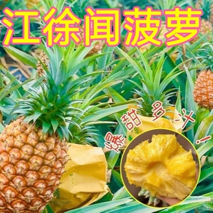 正宗徐闻新鲜应季香水菠萝当季水整箱批发价菠萝炒饭去味泡酒
