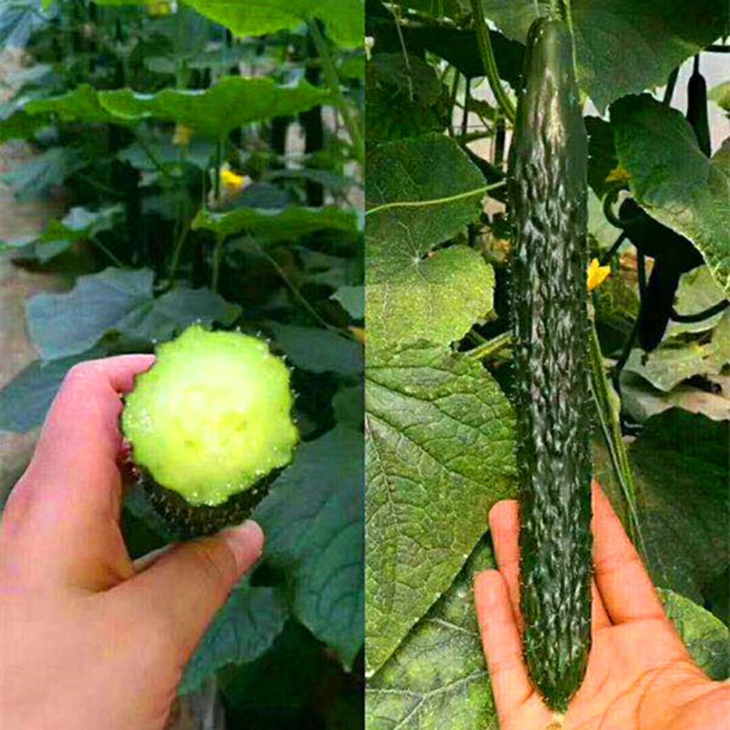 广东现摘当季新鲜精品嫩黄瓜生吃批发炒腌凉拌新鲜火锅食材青瓜