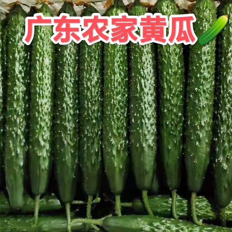 广东现摘当季新鲜精品嫩黄瓜生吃批发炒腌凉拌新鲜火锅食材青瓜