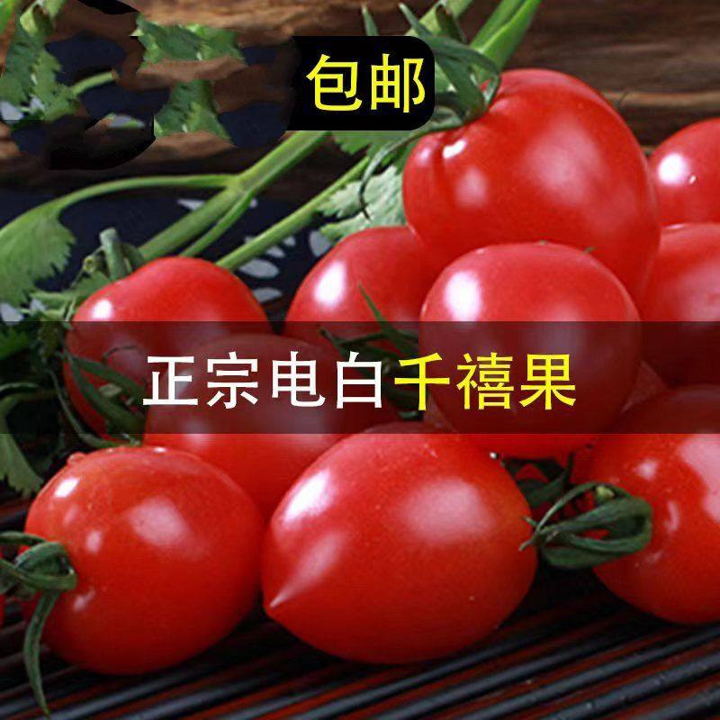 正宗电白千禧圣女果樱桃小番茄应季水果小西红柿新鲜孕妇水果礼盒,水产肉类/新鲜蔬果/熟食,番茄,淘宝优惠券,粉丝福利购,淘宝优惠卷